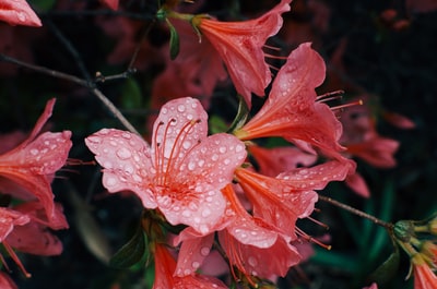 盛开的粉红色花朵